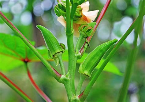 Introduction To Okra Food Gardening Network