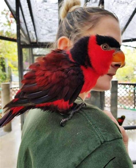 This Parrot Sitting On Her Shoulder Raccidentalcamouflage