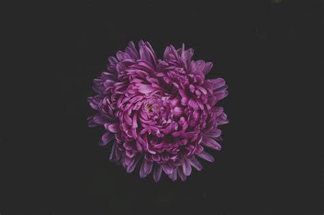Purple Flower Blossom 5k Wallpaperhd Flowers Wallpapers4k Wallpapers