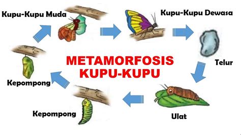 Apa Perbedaan Siklus Hidup Melalui Metamorfosis Dan Tanpa Metamorfosis