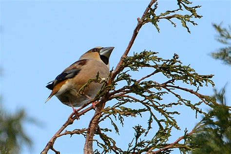 Cyprus Bird Photos