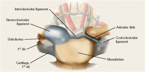 Sternoclavicular Joint Injuries Musculoskeletal Key