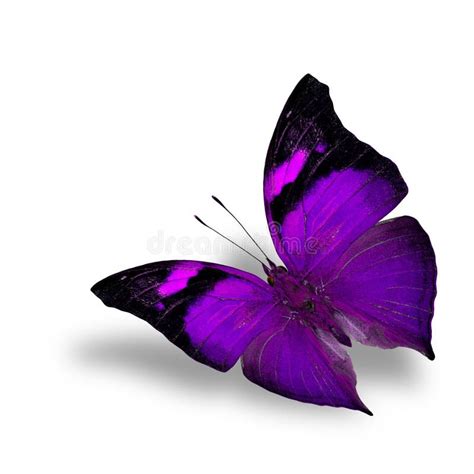 The Beautiful Flying Purple Butterfly On White Background Wiith Stock