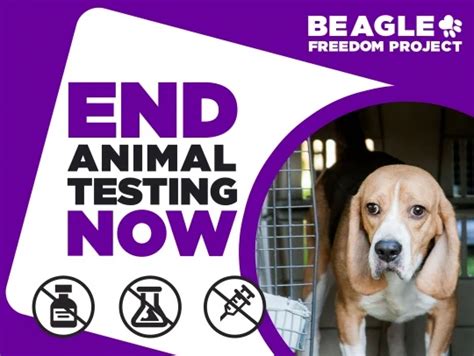 Donate To Why Beagles Beagle Freedom Project Beagle Federal Taxes