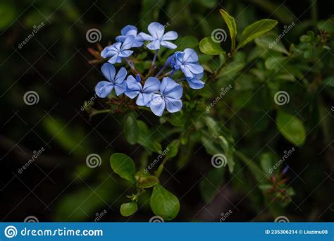 Blue Plumbago Auriculata Stock Photo Image Of Bloom 235306214