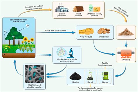 Integrating Biochar Bacteria And Plants For Sustainable Remediation