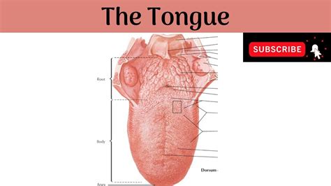 The Tongue Parts Features Papillae Muscles Nerve And Blood Supply