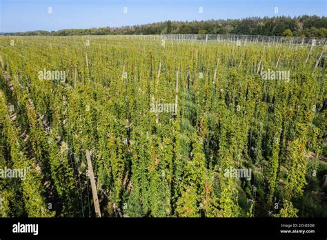 Hop Field Hi Res Stock Photography And Images Alamy