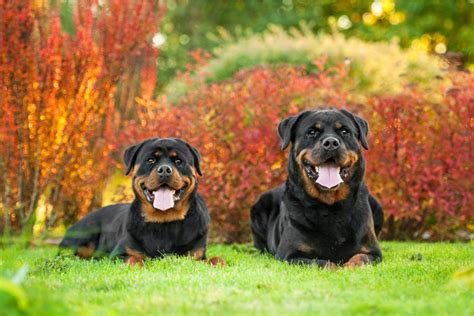 Everything You Wanted To Know About Female Rottweilers