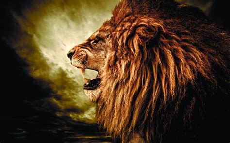 Roaring Lion Wallpapers 027 2560x1600 Webrfree