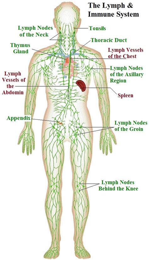 Immune And Lymphatic Systems Of The Arm And Hand Anatomy Of The