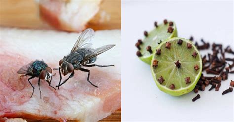 Baca artikel ini sampai habis ya! 7 Cara Halau Lalat Tanpa Guna Semburan Kimia - Vanilla Kismis