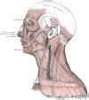 Anatomy Head And Neck Sternocleidomastoid Muscle Statpearls Ncbi
