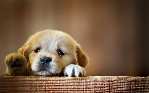 Download Cute Dogs Wallpaper Dog Puppy Desktop By Tschneider59