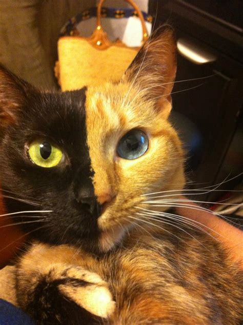 Venus The Chimera Cat Is The Trippiest Cat On The Planet Featured