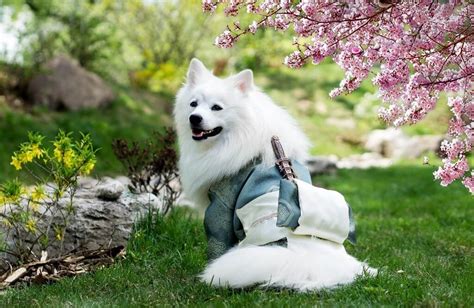 Vinegar helps to soften fabrics, which will help free clinging dog hairs from the threads of your clothes. How to get cat hair off clothes, remove dog hair from a ...