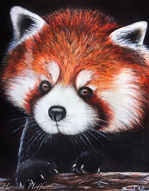Original Red Panda Drawing 89 Inspired Works By Hannah Hoffman Red