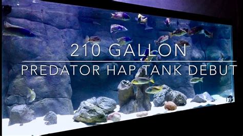 210 Gallon Predator Hap Tank Debut Youtube