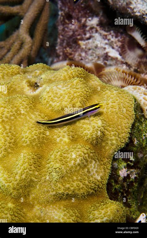 Yellownose Goby Elacatinus Randalli And Great Star Coral Montastraea