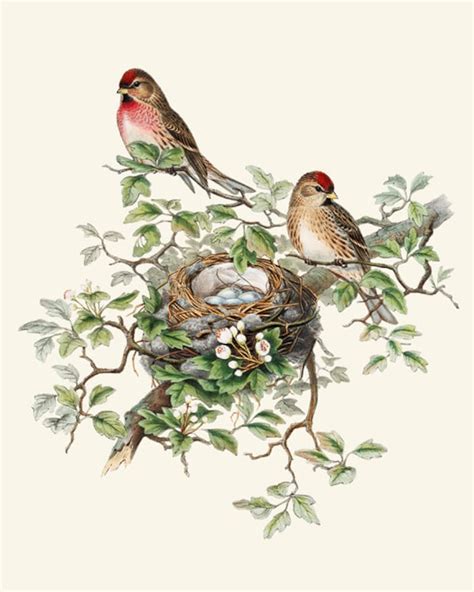 bird and botanical vintage art redpoll birds illustration etsy