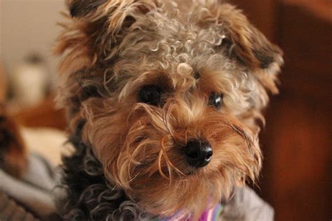 15 Pictures About Dog Breeds Yorkie Poo Dogs Cats