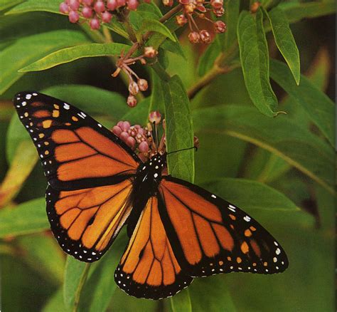 Monarch From Birds And Blooms Beautiful Butterflies Flying Flowers