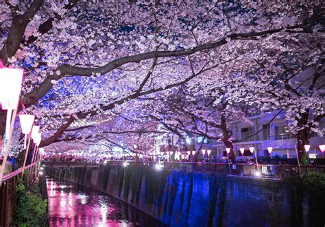 5 Best Cherry Blossom Festivals In Tokyo 2020 Japan Web Magazine