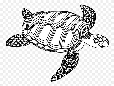 Sea Turtle Clip Art Free Clipart Images Clipartix Printables Biology