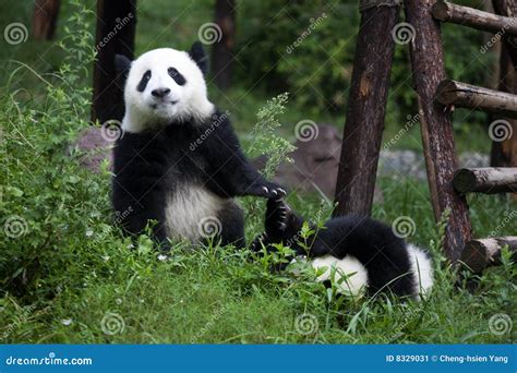 Giant Panda Stock Image Image Of Mammals Care White 8329031