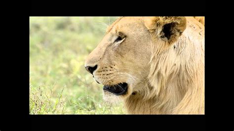 Showing Why Lions Are Beautiful Animals Youtube