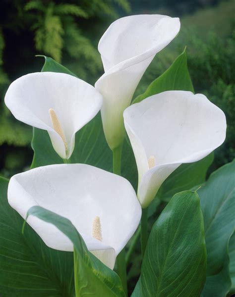 Zantedeschia Aethiopica Mini Manual