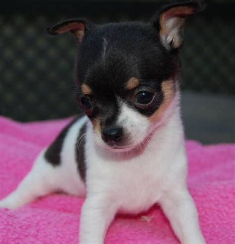 Cute Puppy Dogs Chihuahua Puppies Black And White