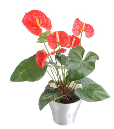 It produces little white flowers on long stems that also carry plantlets, and these will eventually grow roots and fall off as a new many indoor plants come from rainforests. Beautify, De-Stress and Clean the Air with 5 of Costa ...