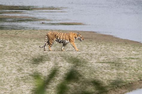 Bardiya National Park 100 First Environmental Trekking Pvt Ltd