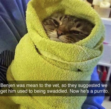 A Purrito Rwholesomememes Wholesome Memes Know Your Meme
