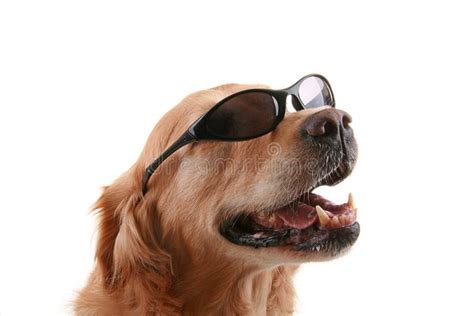 Dog With Sunglasses Royalty Free Stock Images Image 10741959