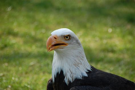 1920x1200 Wallpaper Selective Focus Photography Of Bald Eagle Peakpx