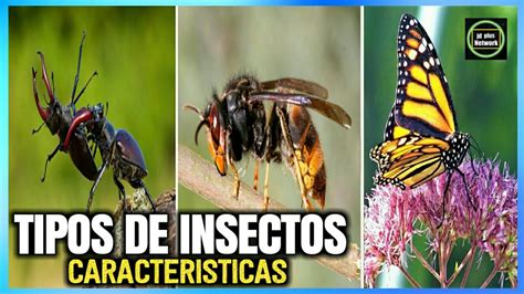 🐝tipos De Insectos Características Y Nombres 🐞🐛 Youtube