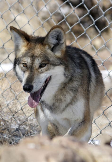 Record Number Of Mexican Gray Wolves Found Dead In 2018 The Seattle Times