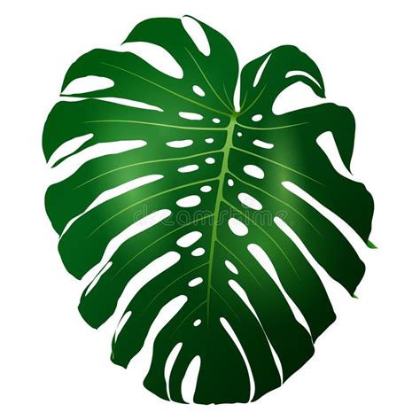 green leaf monstera plant stock vector illustration of florist 159209194