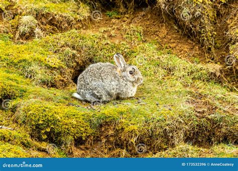 Wild Rabbit In Natural Moorland Habitat Sat Outside The Rabbit Warren