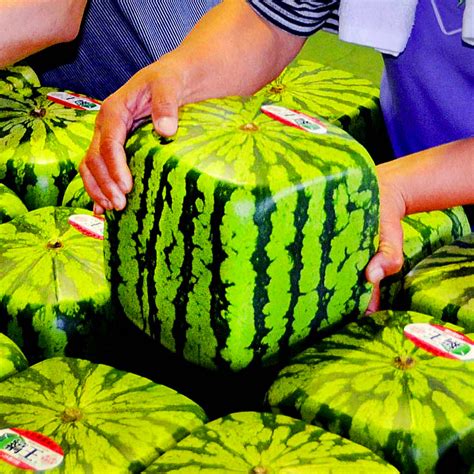 Square Watermelon / AN INSIDE LOOK AT JAPAN'S LEGENDARY $200 SQUARE ...