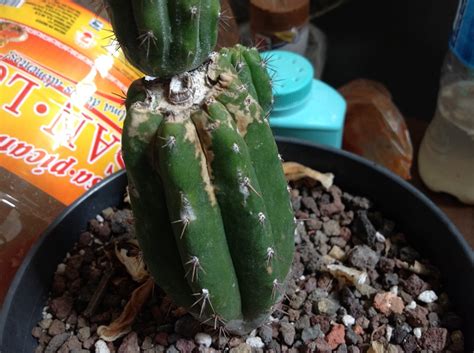 Side note question we are often asked, how long can i wait until i have time to pot my cactus? Cactus San Pedro con manchas