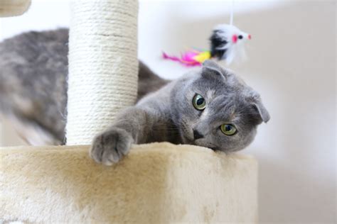 Free Images Kitten Whiskers Vertebrate Domestic Cat British