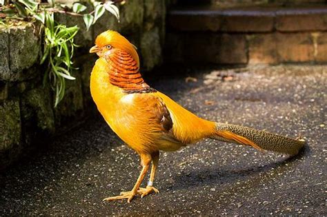 One Pair Of 2011 Hatch Yellow Golden Pheasant For Sale At
