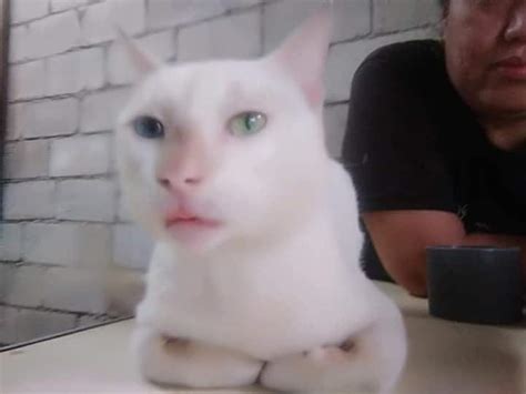 Cat That Looks Like Human Rhumancats