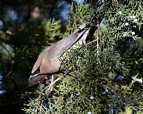 Cedar Waxwing In Red Cedar Tree1 Dan Getman Bird Photos Flickr