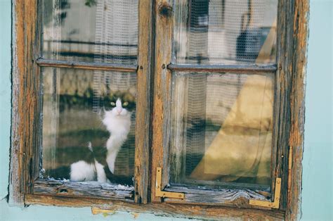 Cat Looking Through Window During Daytime Photo Free