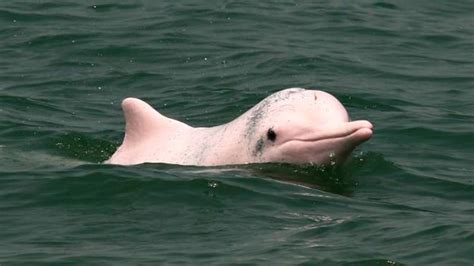5 Amazing Facts About The Amazon Pink River Dolphin Aqua Expeditions