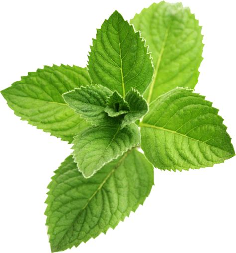 Peppermint Png File Download Free Png All Png All